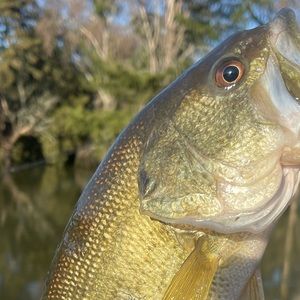 Meet your Posher, Ivan